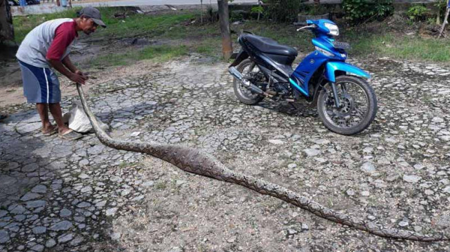 Warga Tangkap Ular Piton Sepanjang 5 Meter