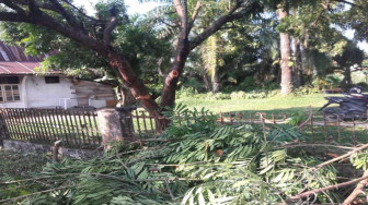 Pohon Pelindung Dirusak PLN, Pemkab Batanghari Marah