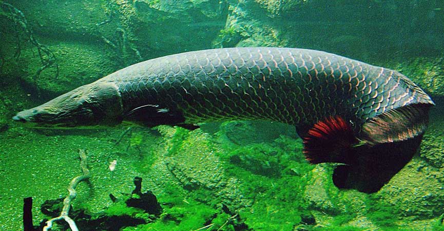Tiga Jenis Ikan Berbahaya Tidak Boleh Dipelihara