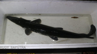 Balai Karantina Sudah Menerima 14 Ekor Ikan Predator