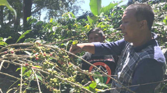 Pemkab Tanjabtim Seriusi Pengembangan Kopi Liberika