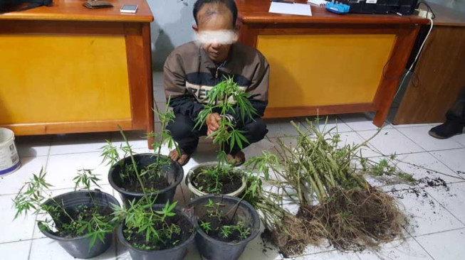 Tanam Ganja, Warga Kerinci Diringkus Polisi