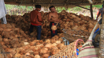 Petani 'Menjerit' Harga Komoditi Perkebunan Anjlok