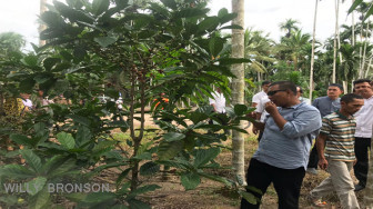 Sejumlah Petani Babat Sawit Untuk Beralih Menanam Kopi