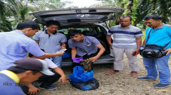 Tim Patroli BTNKS Amankan Kulit dan Tulang Harimau