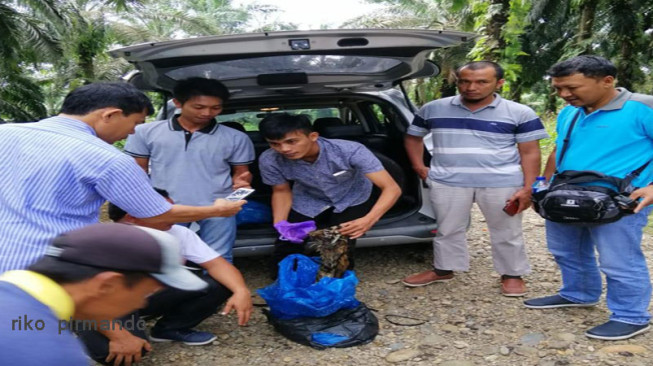 Tim Patroli BTNKS Amankan Kulit dan Tulang Harimau