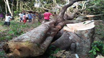 Abdulah Tewas Ditimpa Pohon Yang Ditebangnya Sendiri