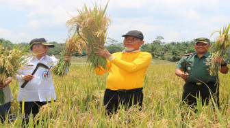 Wabup Merangin Penen Raya di Desa Rasau