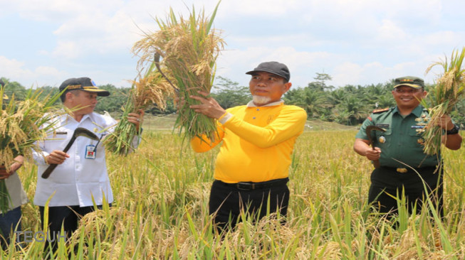 Wabup Merangin Penen Raya di Desa Rasau