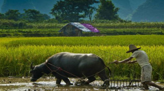 Prinsip Bagi Hasil Mengenai Al Muzara’ah dan Al Mukharabah