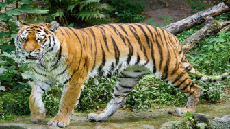 Mencekam, Warga Lihat 4 Ekor Harimau Berkeliaran di Sungai Manau