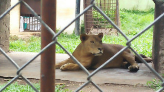 Dua Satwa Langka Mati di Taman Rimba Jambi, Karena Sakit