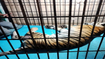 Ayu Sang Predator Hutan Sumatera Mati Diserang Penyakit Pneumoni