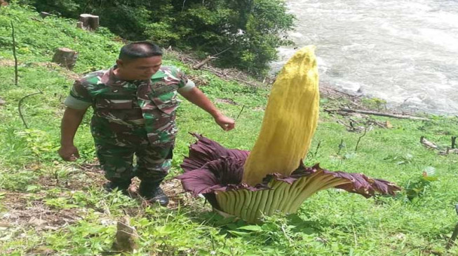 Anggota Koramil Sungai Manau Temukan Bunga Bangkai