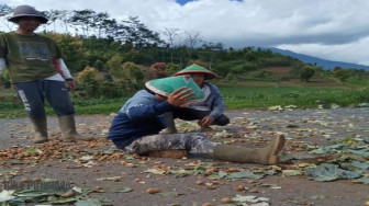 Harga Anjlok, Petani di Kerinci Gelar Aksi Buang Kentang