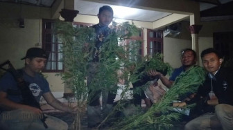 Breaking News: Polres Kerinci Temukan Dua Hektar Ladang Ganja