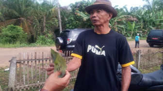 Gara-Gara Pengolahan Minyak Mentah, Karet Warga Banyak Mati 