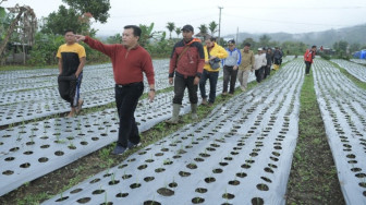 Komoditi Bawang Putih Mulai Dikembangkan