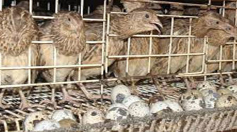 Di Kerinci Beternak Burung Puyuh Mulai Mengeliat