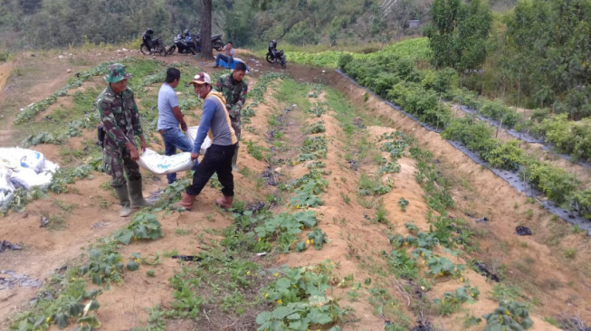 Satgas TMMD ke 104 Kodim 0417/Kerinci Bantu Warga Angkat dan Tabur Pupuk