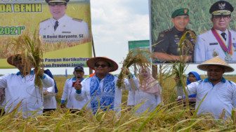 Pemprov Terus Berupaya Tingkatkan Produksi Padi