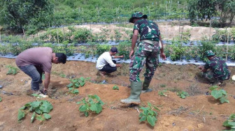 Anggota Satgas TMMD, Membantu Warga Berkebun