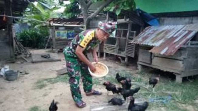 Ditengah Kesibukan Dinas, Babinsa Tanjung Sari Luangkan Waktu Beternak Ayam
