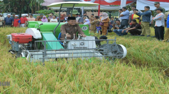Bupati Merangin Panen Raya Padi di Desa Seling