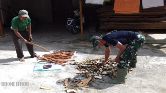 Pratu Febri Bantu Warga Jemur Kulit Kayu Manis