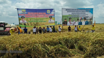 Panen Raya, Bulog Jambi Harus Beli Beras Petani
