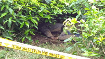 Heboh, Warga Temukan Mayat di Kebun Teh Kayuaro