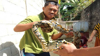 Warga Perumahan Aurduri Tangkap Ular Piton Sepanjang 3 Meter