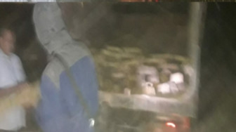 TNKS Dijarah, Tiga Kubik Kayu Ilegal Diamankan