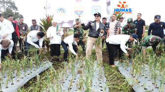 Antisipasi Lonjakan Harga, Fachrori Panen Bawang Putih di Jangkat