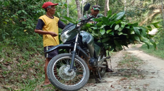 Serda Tri Purwanto Bantu Mbah Kalim Cari Rumput