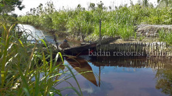 SIPALAGA BRG : Waspadai Kekeringan Lahan Gambut