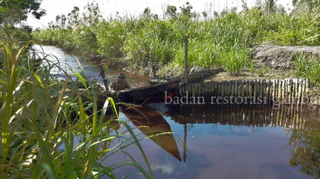 SIPALAGA BRG : Waspadai Kekeringan Lahan Gambut