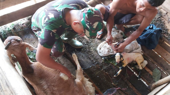 Kopda Sisri Hadi Bantu Kambing Mad Sadun Beranak