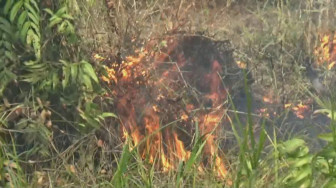 Kebakaran Lahan di Jambi, Asapnya sudah Sampai ke Negara Tetangga