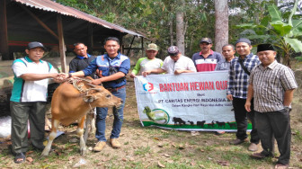 PT Caritas Energi Indonesia Bagikan Empat Ekor Sapi Qurban