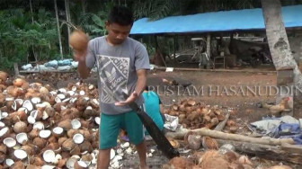 Di Tanjabtim Harga Jual Kelapa Mulai Naik
