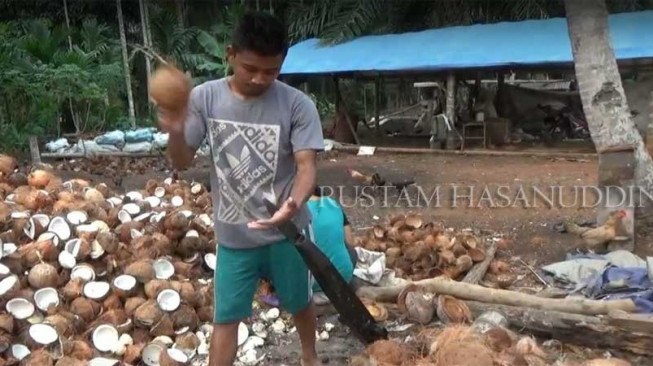 Di Tanjabtim Harga Jual Kelapa Mulai Naik