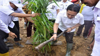 Bupati Hadiri Penanaman Perdana Kelapa Sawit pada Kegiatan PSR