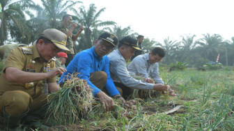 Al Haris Panen Bawang Merah