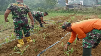 Jelang Penutupan TMMD, Satgas Gemburkan Demplot Jagung