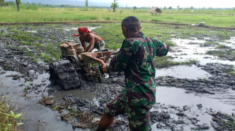 Satgas Pamtas RI-RDTL Sektor Timur Bantu Warga Mengolah Sawah