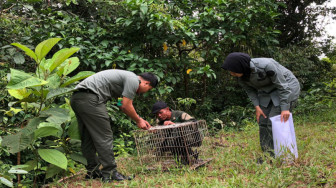 KSDA Lepas 4 Ungko dan 1 Kucing Hutan