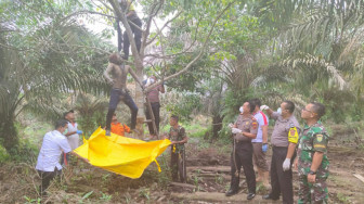Mayat Membusuk Tergantung di Pohon Karet