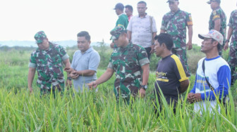 Dandim Tanjab Tinjau Areal Persawahan di Desa Rawa Medang