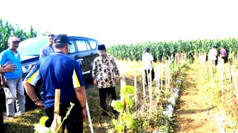 Serap Aspirasi, Senator Abdul Hakim Temui Petani Cabai Pringsewu 